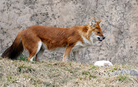 snarling_dhole_by_8twilightangel8-d3cln6k