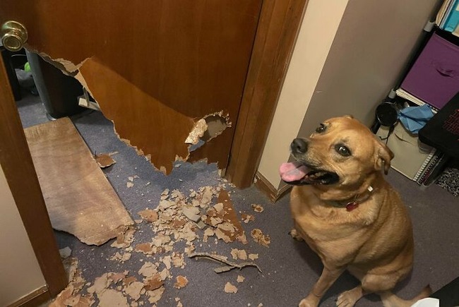 6564cf0c355d1_dogs-destroying-things