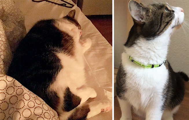 fat-cats-losing-weight-before-after-201-5ed4affa97a9a__700