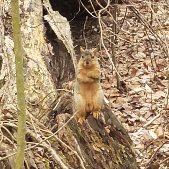 funny-crappy-wildlife-photography-87-5eb150306c5f2__700