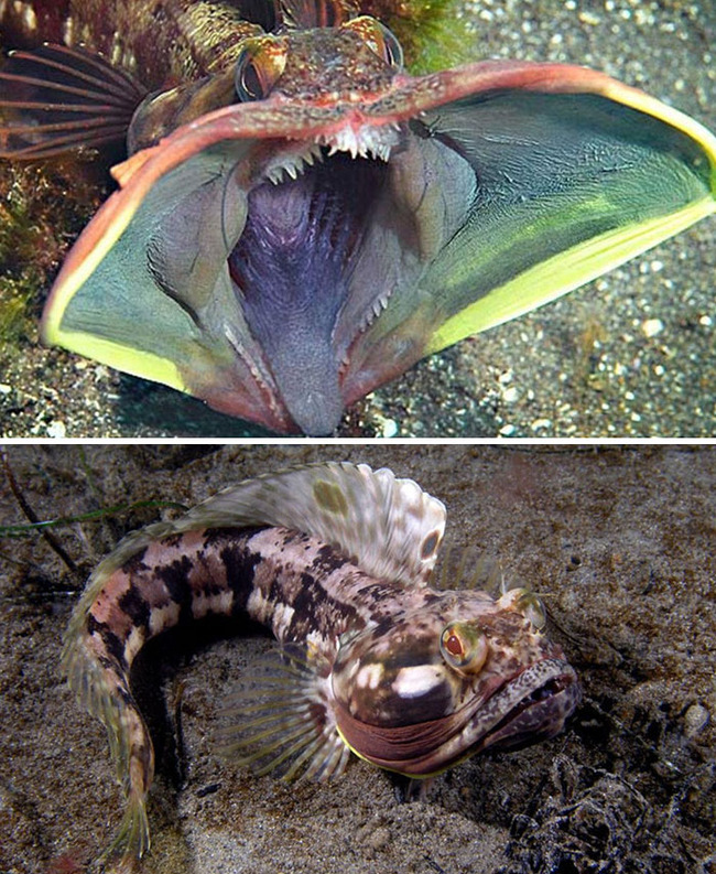 strangest-wildlife-pics-8-6384c2abb1a01__700