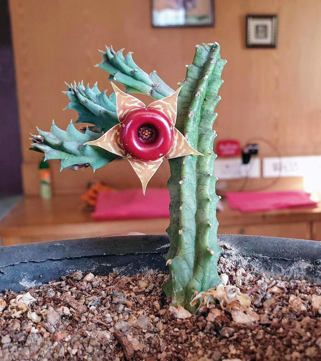 interesting-unusual-plants-1-64ddd2758077b__700