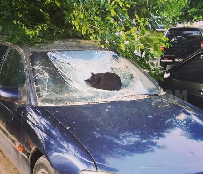 places-where-cats-shouldnt-be-6063360e9bcce__700
