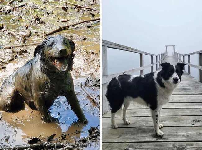 656f1cecddf30_hilarious-whats-wrong-with-your-dog-pics