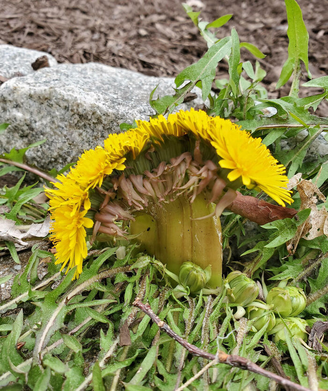 65cc6726bf67d_interesting-plant-fasciation-examples