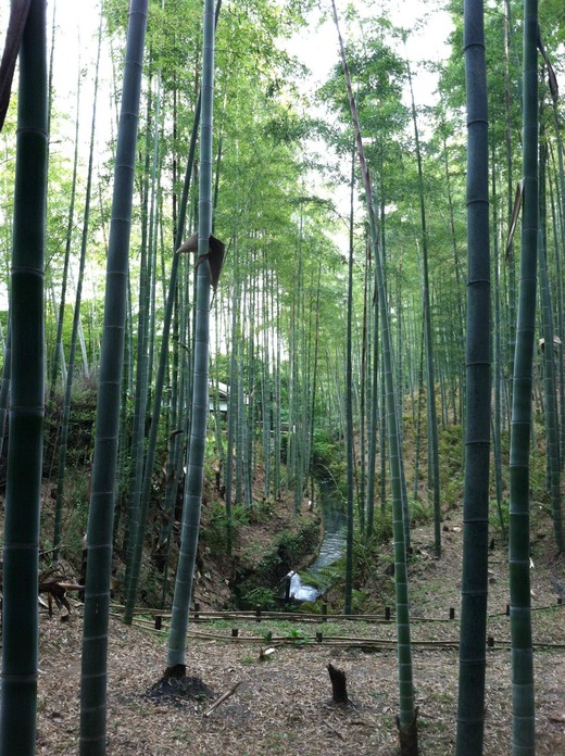 18 - Kyoto Bamboo Forest in Arashiyama