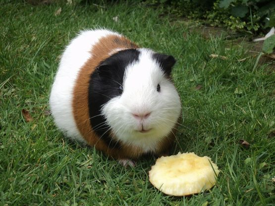 1280px-Guinea_Pig_eating_apple