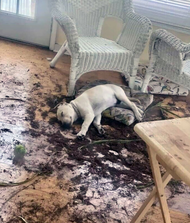 dogs-destroying-things-2-6564c9dd36911__700