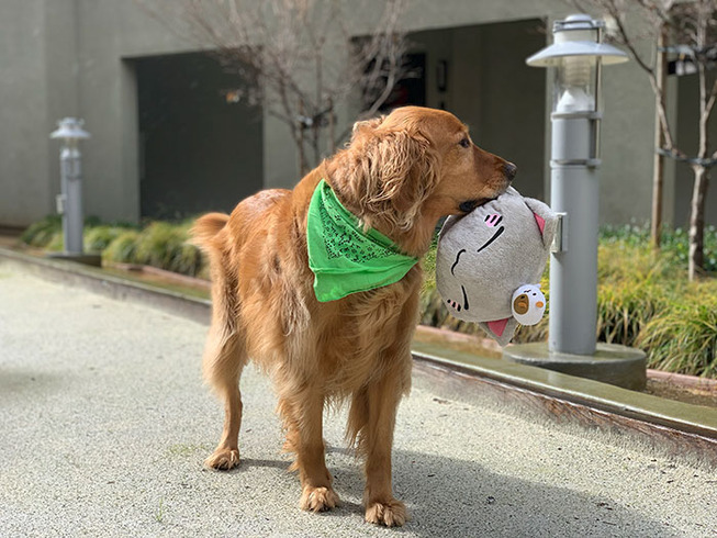 dog-golden-retriever-plush-toys-5ef4610fcf960__700