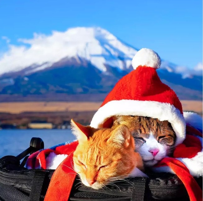 traveling-cats-japan