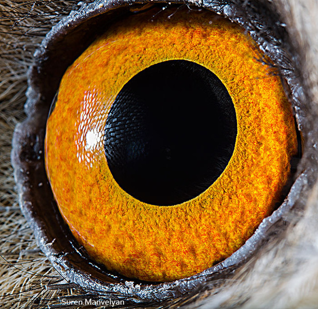 animal-eyes-photography-suren-manvelyan-6-5f4e18e5a9ed7__700