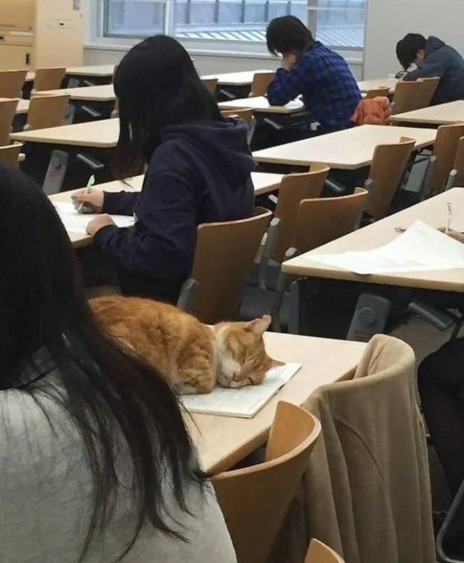 places-where-cats-shouldnt-be-60633d2781781__700