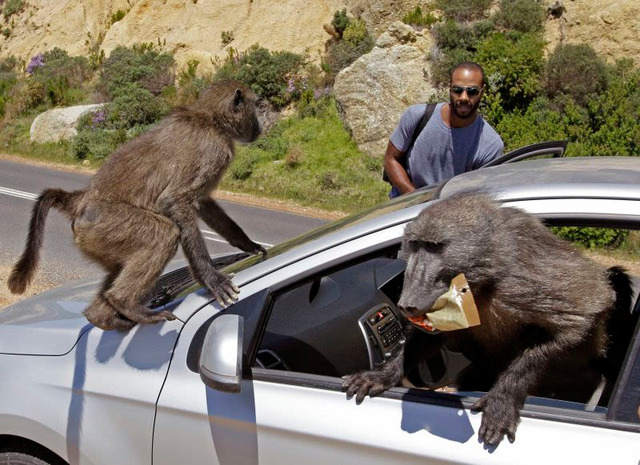 231015054835-02-baboon-cape-town
