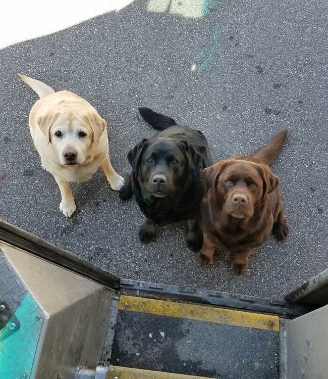 ups-drivers-meet-animals-best-of-all-time-7-6666a0e402e09__700