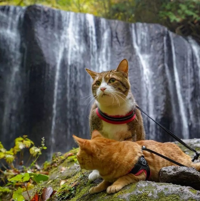 traveling-cats-japan