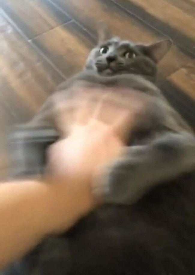 63ce7c4d1eff8_funny-blurry-pictures-of-cats