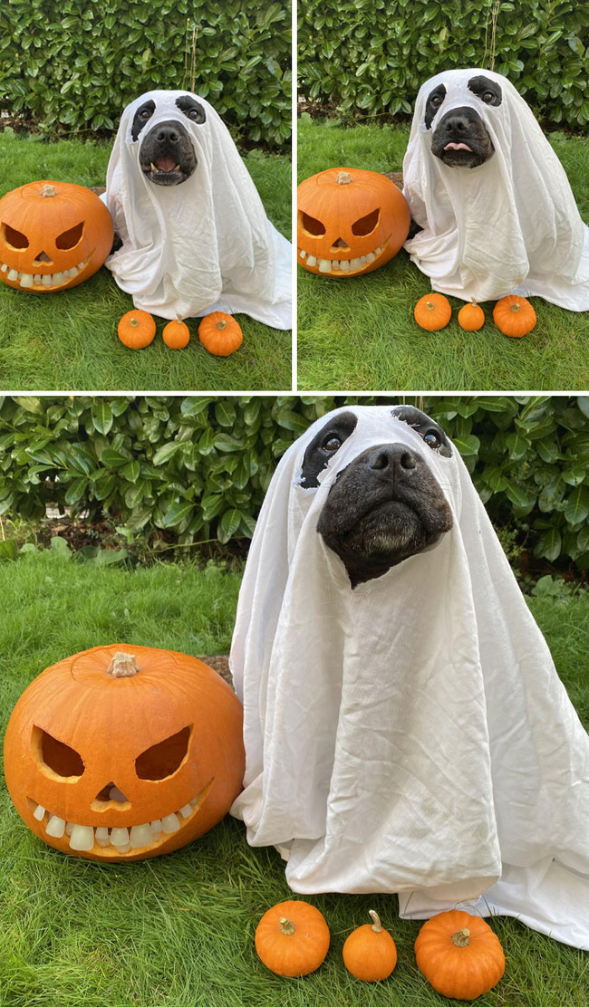 best-pet-halloween-costumes-13-6712461a4e1a2__700