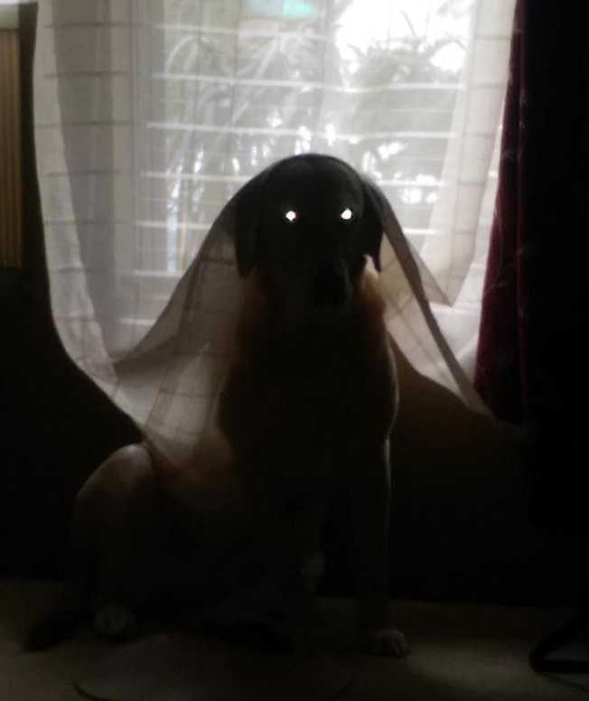 terrifying-cats-dogs-scary-pets-205-5f6dde19ad1f8__700