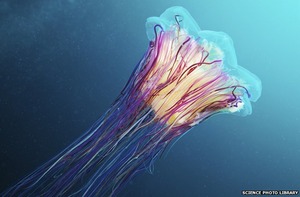 _77920658_lion'smanejellyfishspl