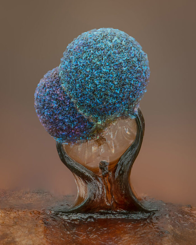 Nikon-Small-World-Microphotography-2022-Winners-Announced