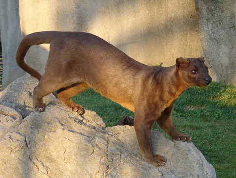 04 - The Fossa