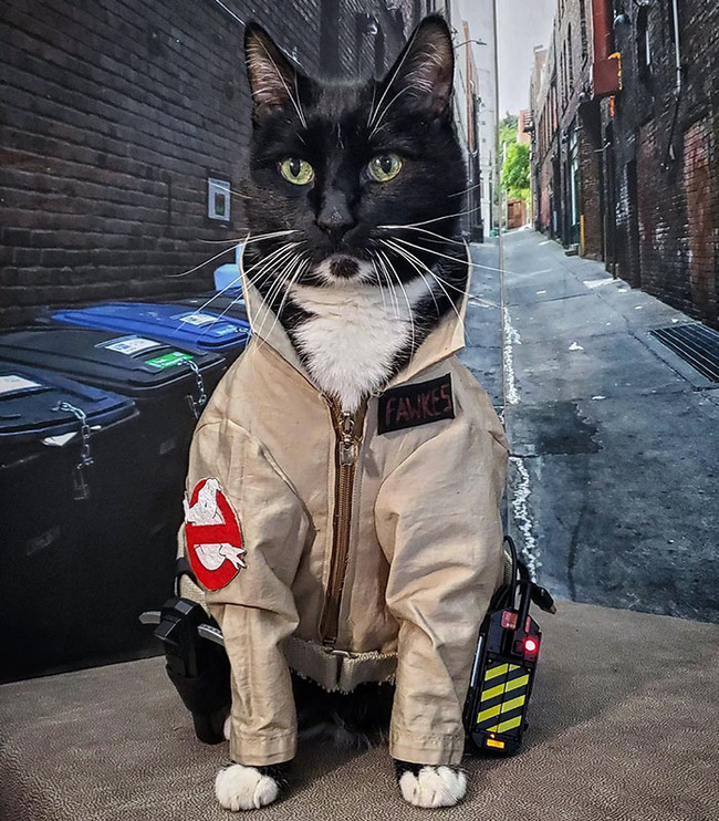 pet-halloween-costumes-21-652fe882dc551__700
