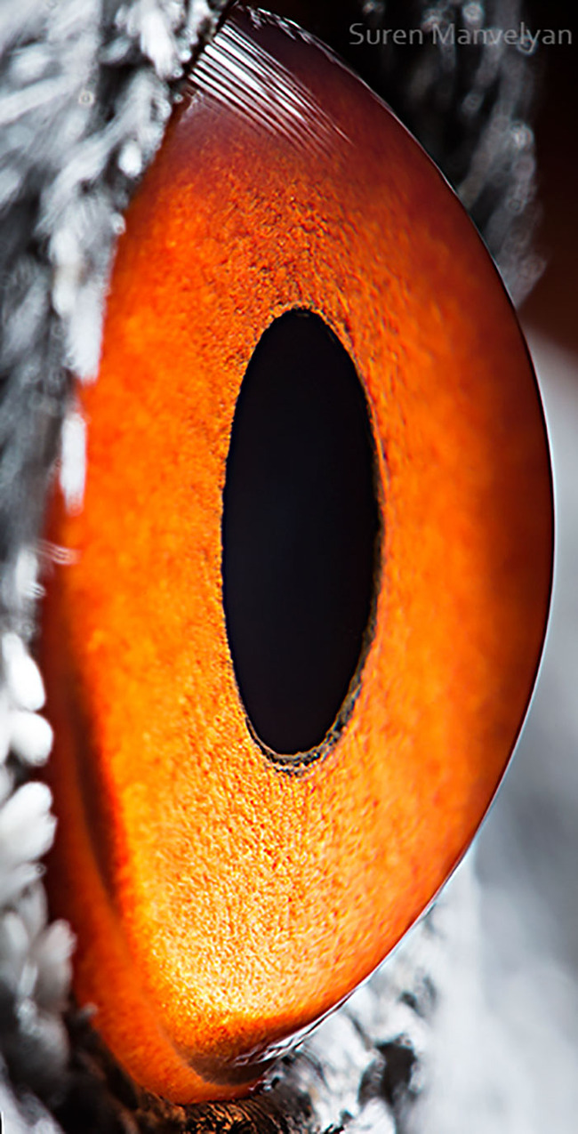 animal-eyes-photography-suren-manvelyan-18-5f4e190d130ad__700