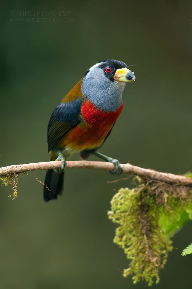 Toucan-Barbet-5e878bd07c33c__880