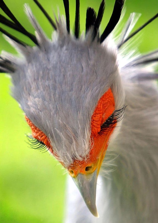 Secretary Birds