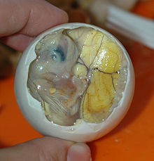 220px-Inside_a_Balut_-_Embryo_and_Yolk