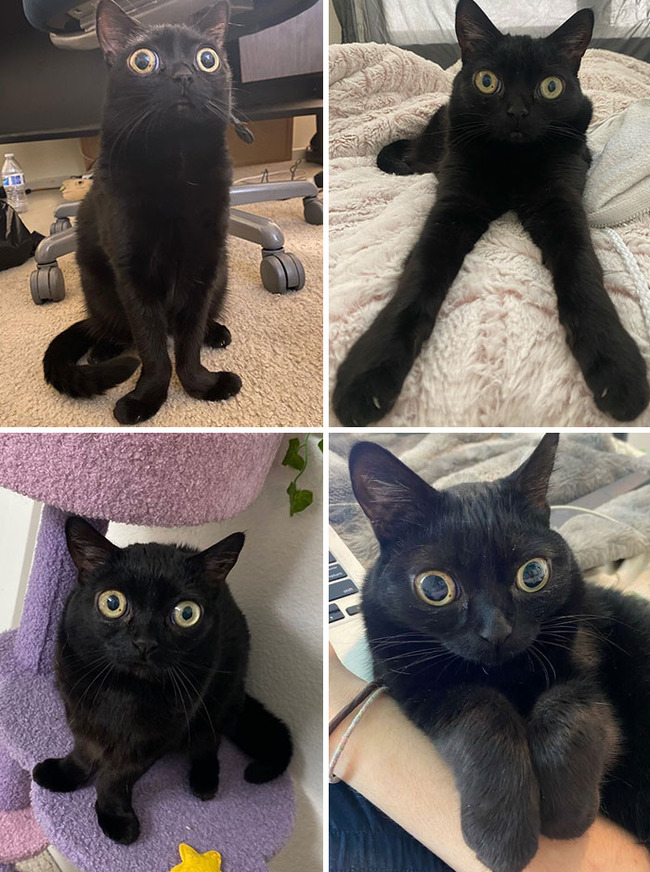 unusual-pets-genetic-mutations-8-656074cf74380__700