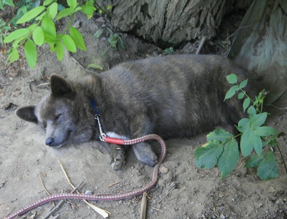 日本にはクマみたいな看板犬がいるらしいぞー 親日外国人が風景を愛でるスレ 海外の万国反応記 海外の反応