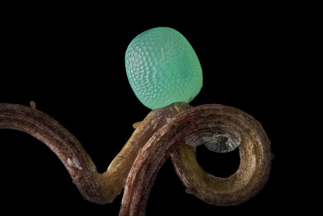 Nikon-Small-World-Microphotography-2022-Winners-Announced