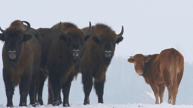 what-are-some-iconic-animal-phot