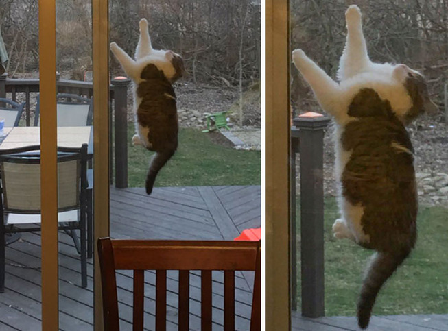 funny-animals-bad-day-115-5eec5cae8c895__700