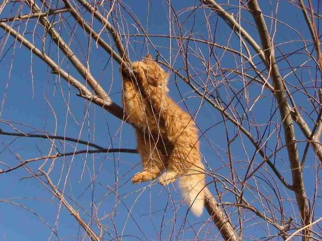 sleeping-cats-in-trees-20-5f11908adde11__700