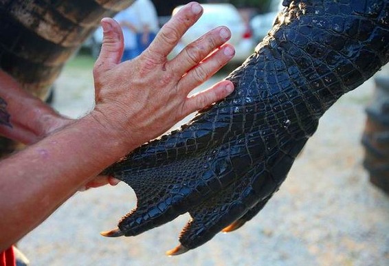 a2014-8-19gator2