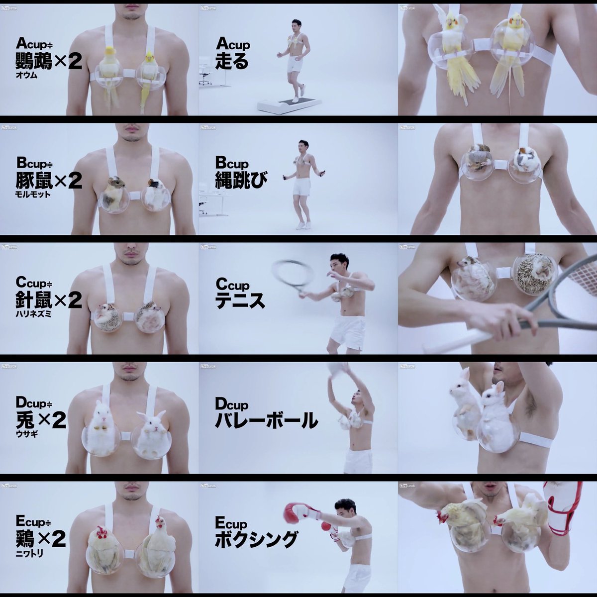 外国人 日本企業が女性のバストを小動物に例えるcmを作ってる 海外の万国反応記 海外の反応