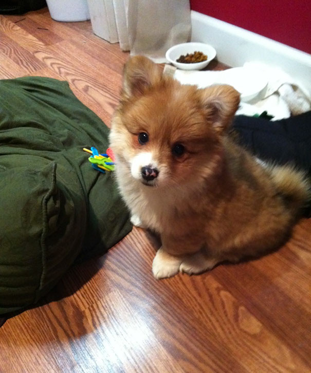 corgi-mix-cross-breeds-1-591998b9a867f__605