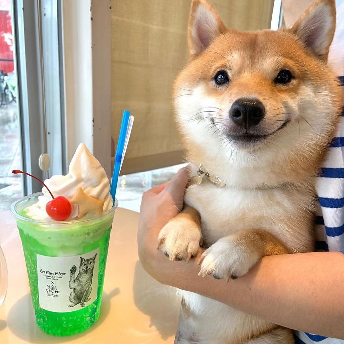 外国人 食べ物を見ると特に良い笑顔になる柴犬がキュートすぎる 2ch トピックス 速報まとめたよ 外国人 食べ物を見ると特に良い笑顔になる柴犬がキュートすぎる 2ch トピックス 速報まとめたよ