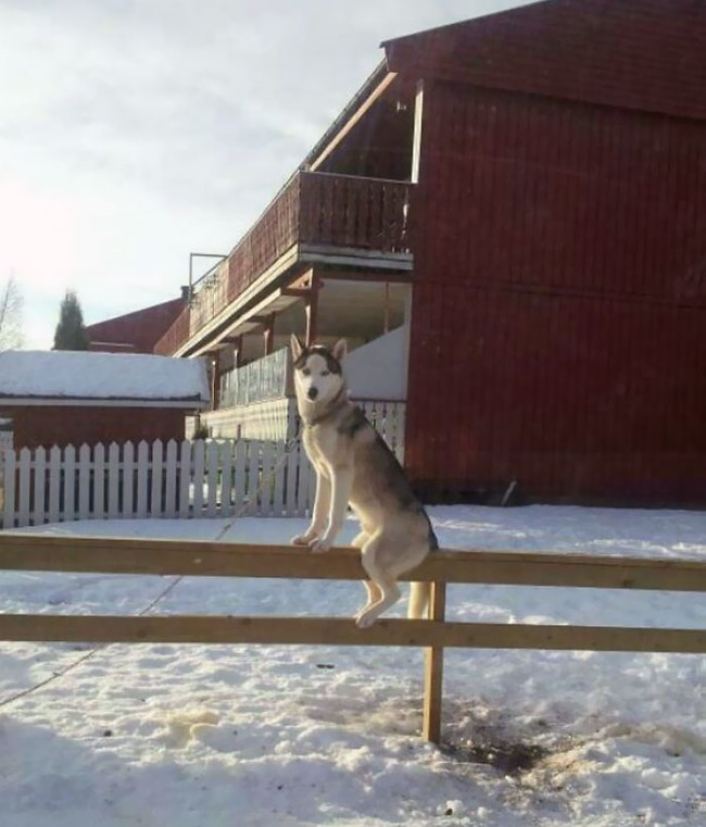 dogs-behaving-like-cats-50-66f3c75d4adc5__700