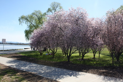 cherry-blossoms-in-canberra-015