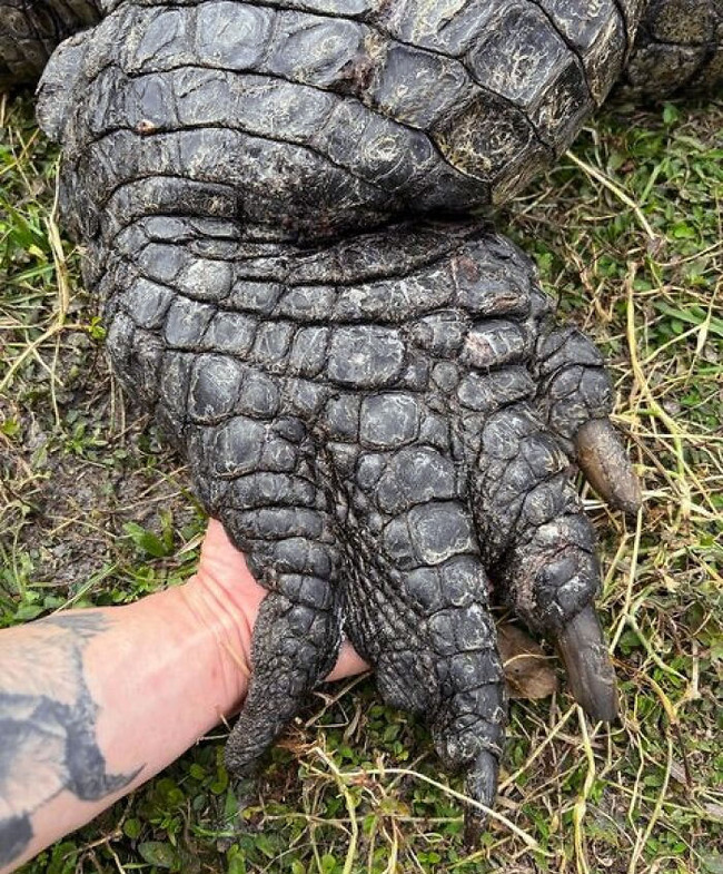 unique-animal-paws-24-661798df0f55a__700