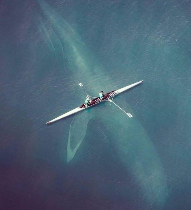 667576c058ee7_weird-peculiar-bizarre-odd-images