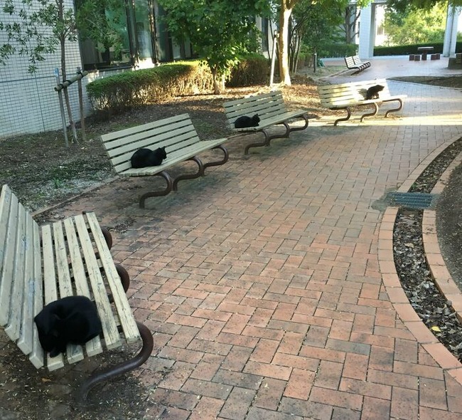 634cf5cf5891c_glitch-in-the-matrix-doppelganger-animals