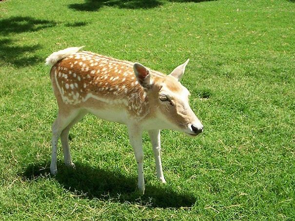 take-the-neck-of-animals-and-the-result-is-adorable