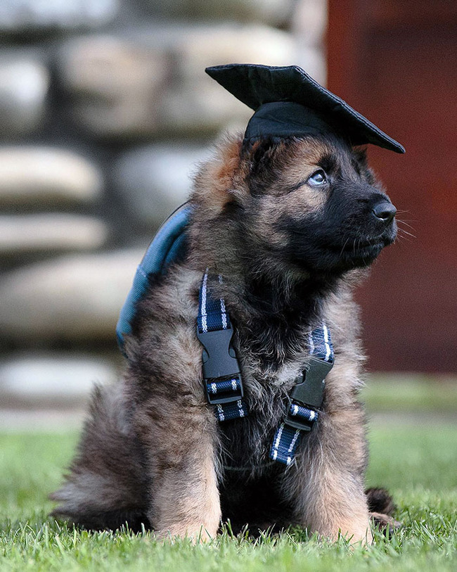 adorable-police-puppies-4-65523225bac59__700