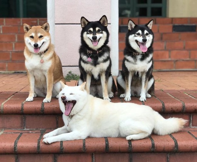 funny-photobombing-shiba-inu-dog-photos-46-5f59e378bb25d__700