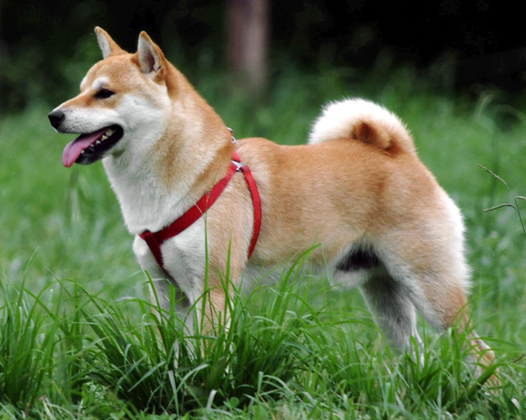 ドイツ人 お前らは柴犬みたいな犬を飼ってたりするの 2ch トピックス 速報まとめたよ ドイツ人 お前らは柴犬みたいな犬を飼ってたりするの 2ch トピックス 速報まとめたよ