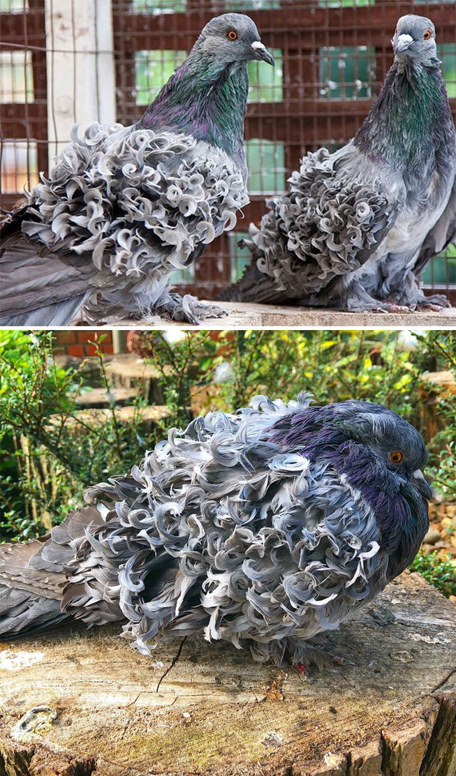 pigeons-35-5ed6096ab74f1__700
